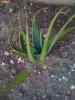 baby aloe plant.jpg